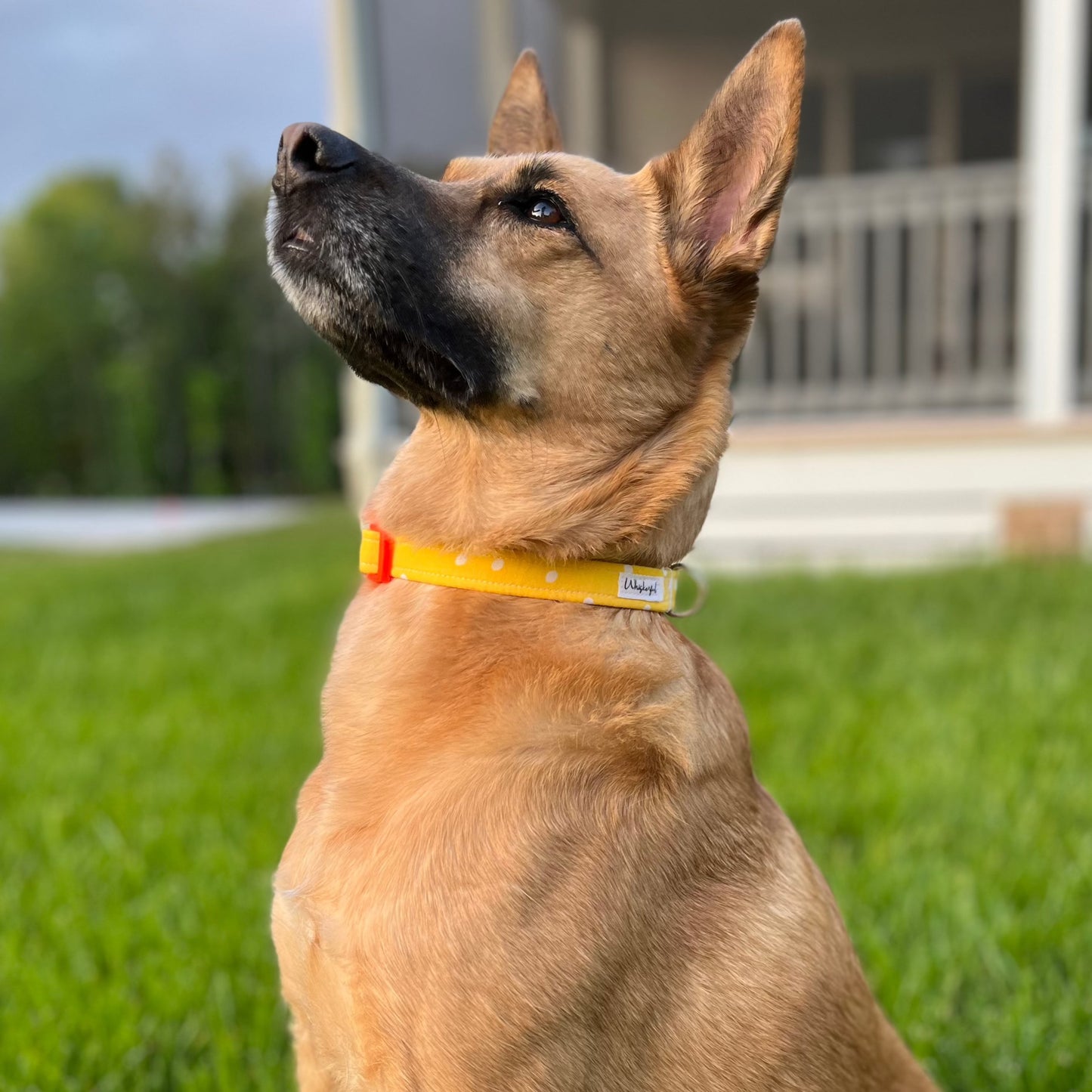 Vibrant Yellow Polka Dot Collar