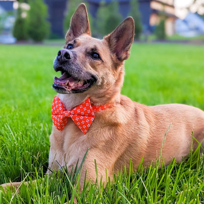 Bright Orange with Whimsical White Floral Bow Tie