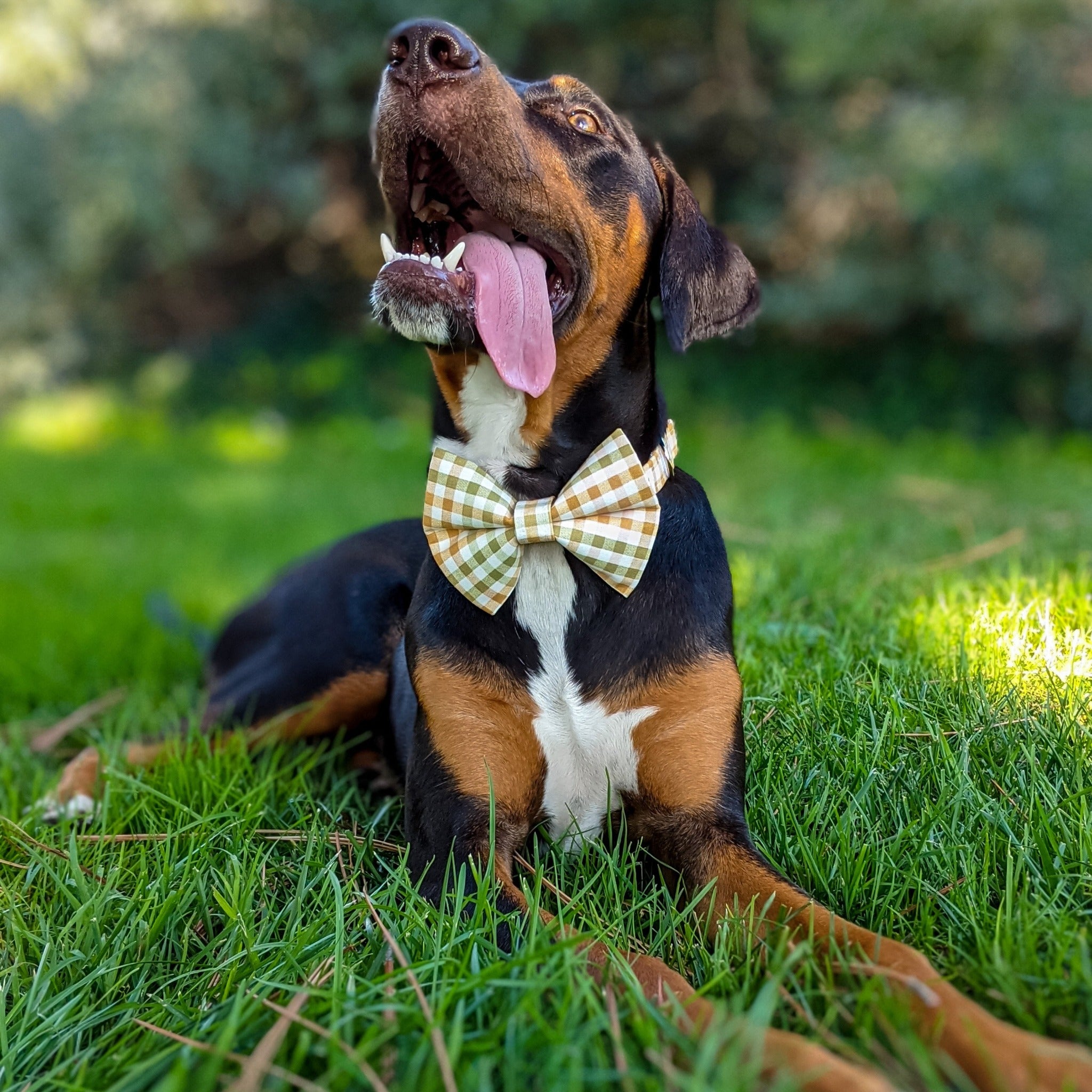 Orange dog bow sales tie