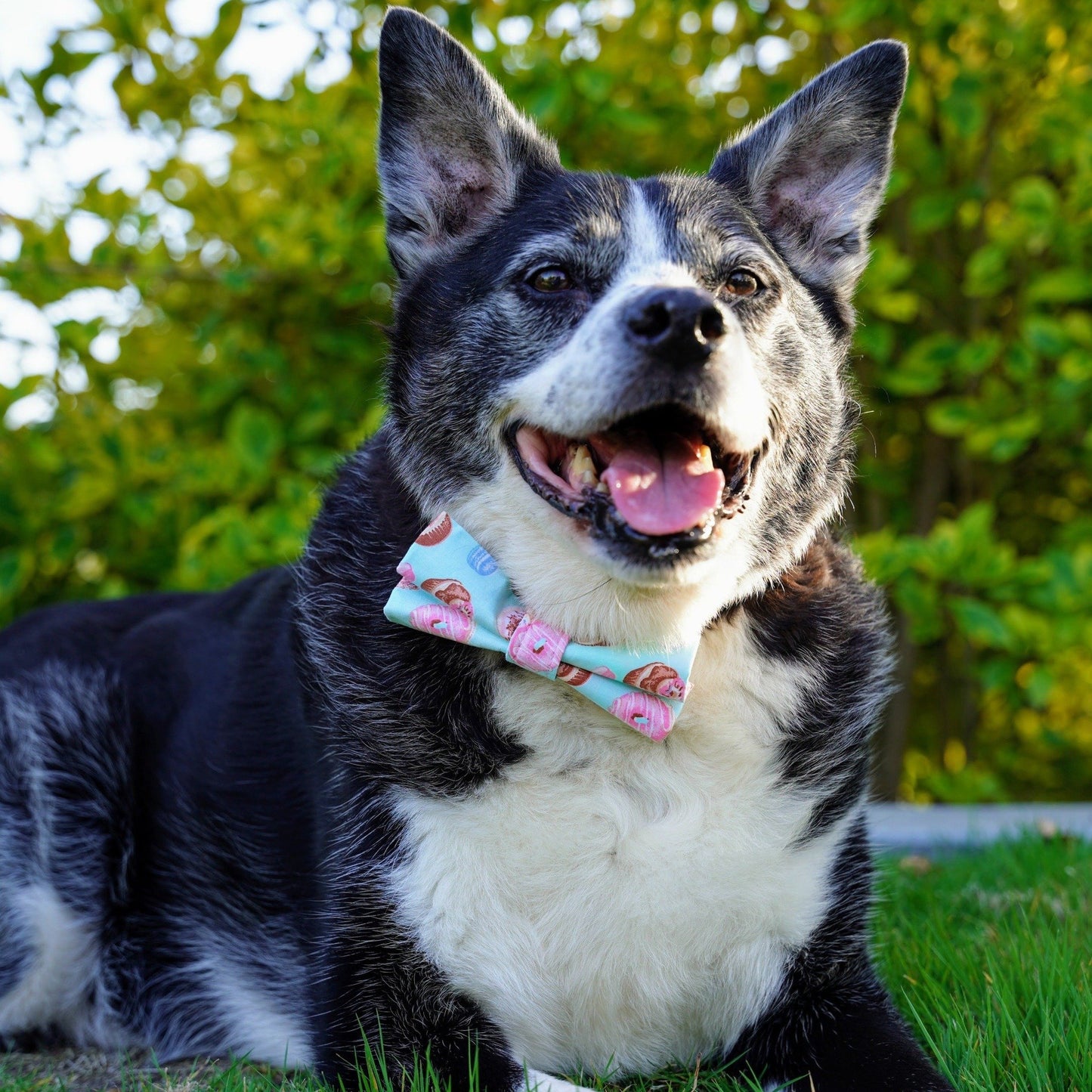 Organic Egyptian Cotton Blue & Pink Donuts and Cupcakes Collar and Bow Tie for Cats and Dogs - Whiskerful 6