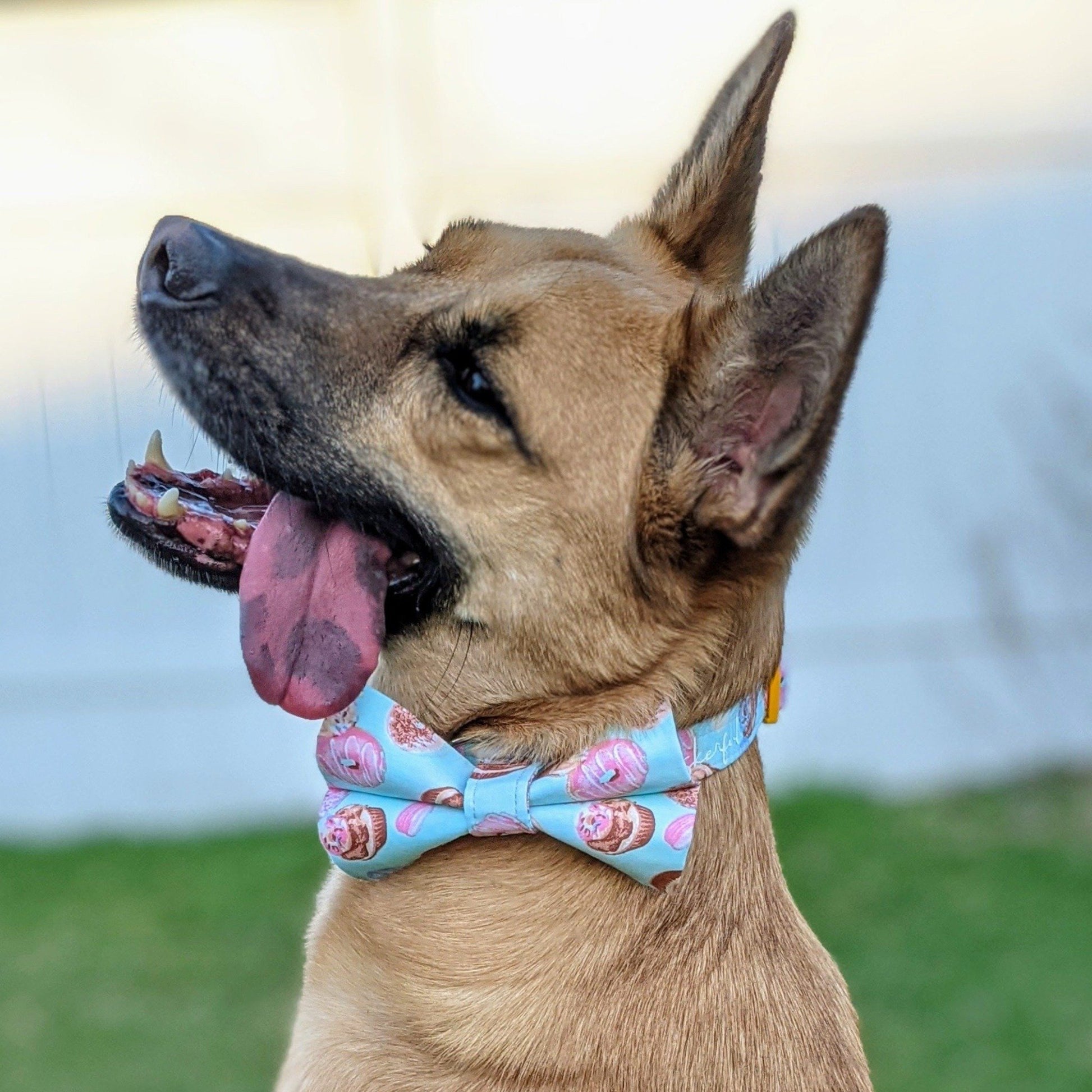 Organic Egyptian Cotton Blue & Pink Donuts and Cupcakes Collar and Bow Tie for Cats and Dogs - Whiskerful 7