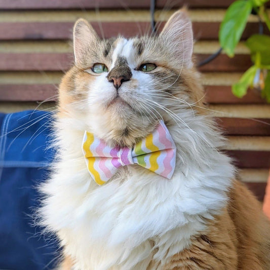 Pastel Rainbow Waves Collar and Bow Tie - Whiskerful 4