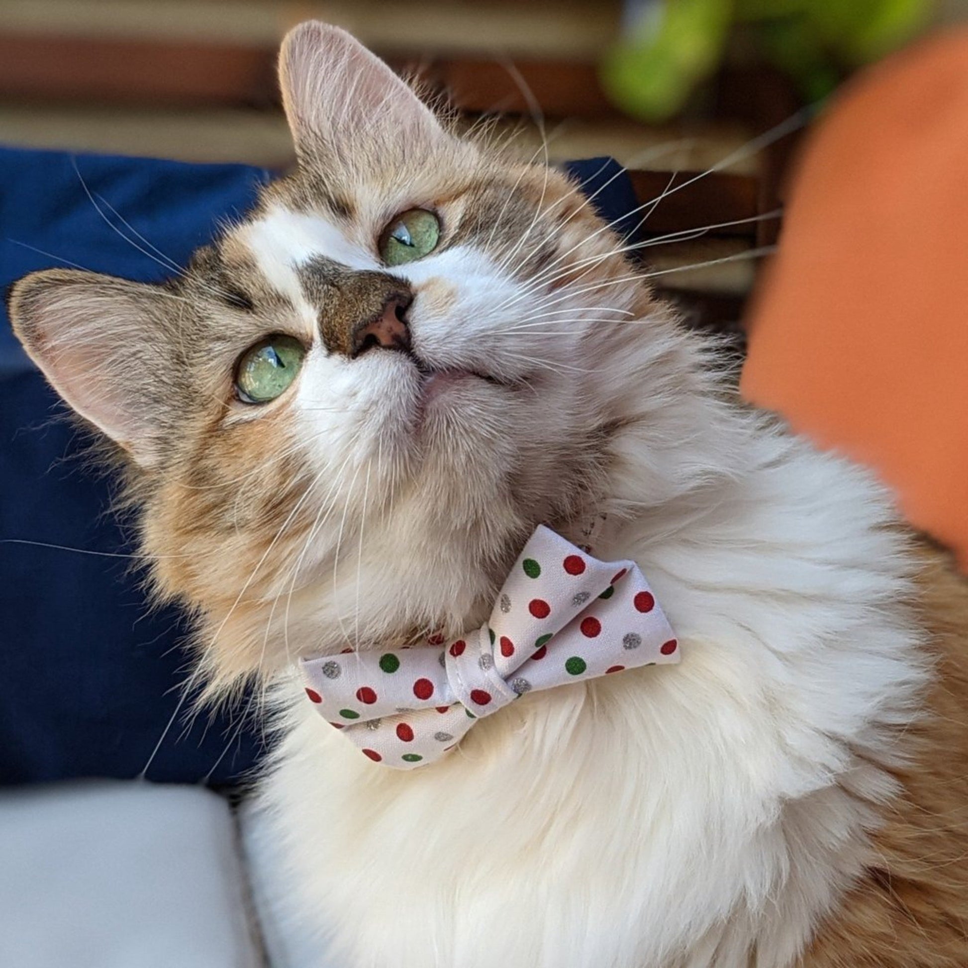 Red and Green Polka Dots Collar for Dogs and Cats - Whiskerful 3