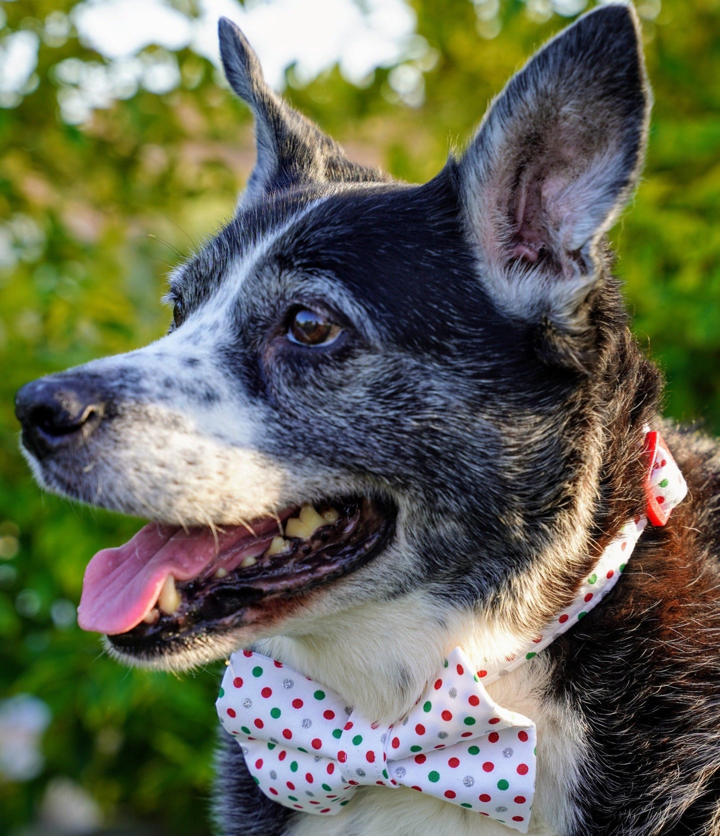 Red and Green Polka Dots Collar for Dogs and Cats - Whiskerful 4