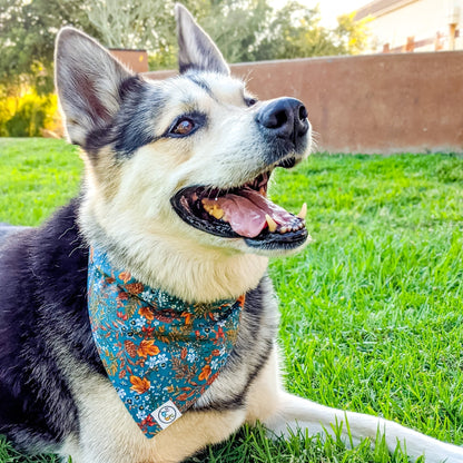 Teal Gold Paisley Bandana_Lowres-Whiskerful